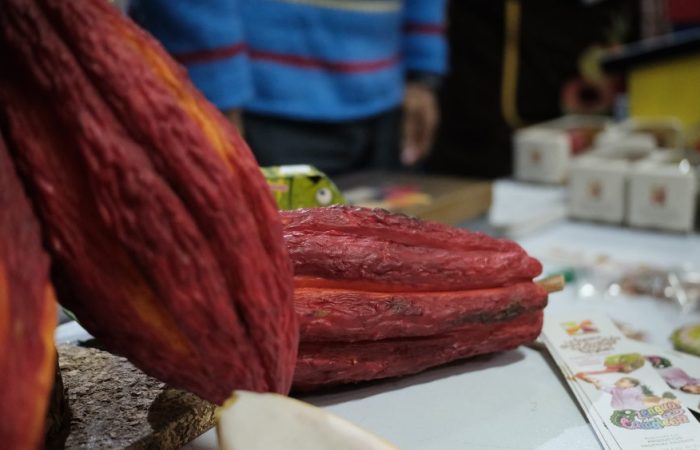 Imagen relacionada con el cacao