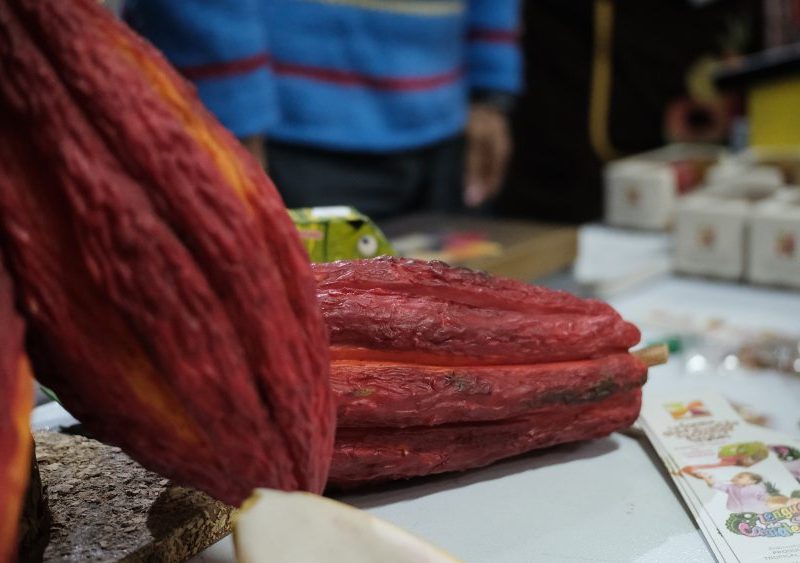 Imagen relacionada con el cacao