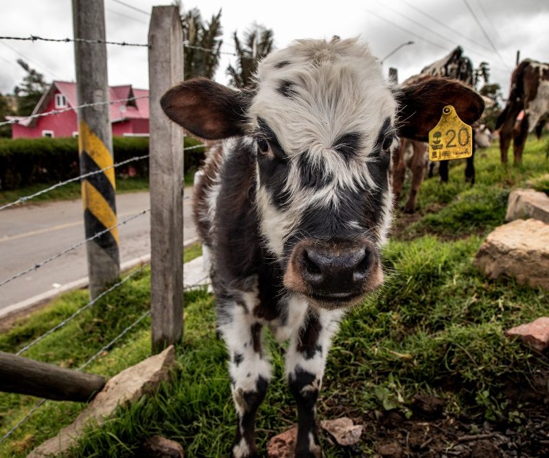 Imagen relacionada con ganado en zona rural de Bogotá