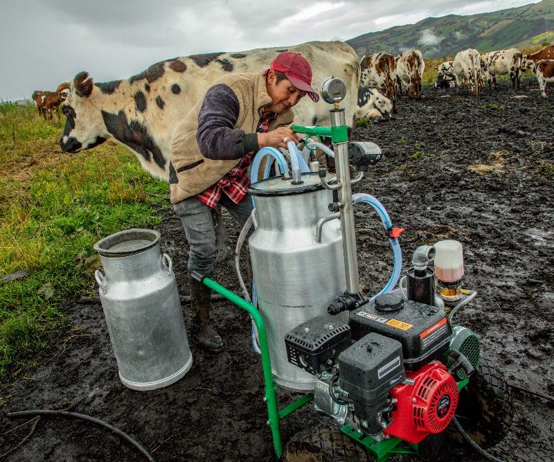 Imagen relacionada con una productora rural de lácteos