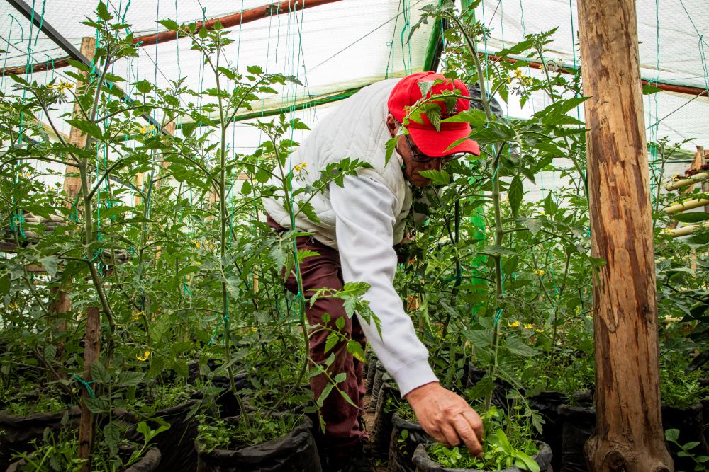 Imagen relacionada con una productora rural que supervisa su producción agrícola