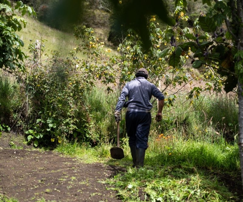 Imagen relacionada con un productor rural que camina por un sendero natural