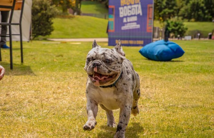 Imagen relacionada con una mascota que camina por el césped, en una feria de Hecho en Bogotá