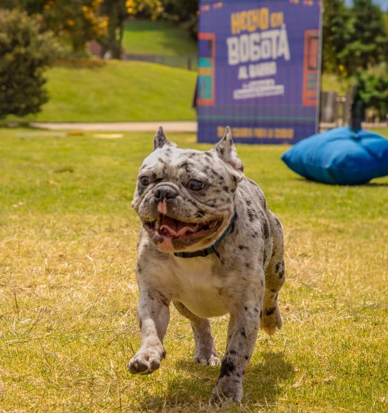 Imagen relacionada con una mascota que camina por el césped, en una feria de Hecho en Bogotá