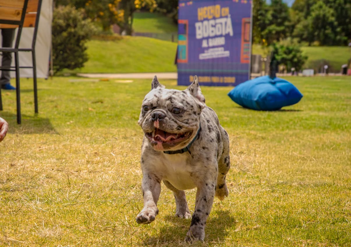 Imagen relacionada con una mascota que camina por el césped, en una feria de Hecho en Bogotá