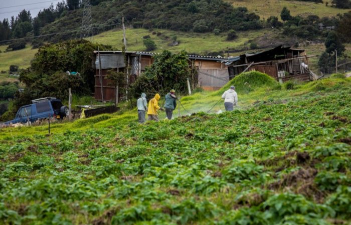 Imagen relacionada con cultivos en territorios de la ruralidad de Bogotá