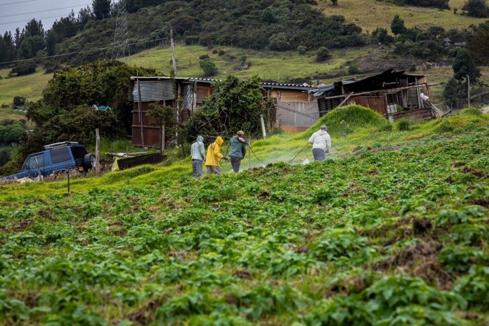 Imagen relacionada con cultivos en territorios de la ruralidad de Bogotá