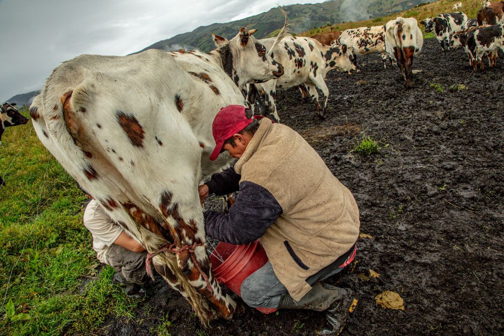 Imagen relacionada con producción láctea en zona rural de Bogotá