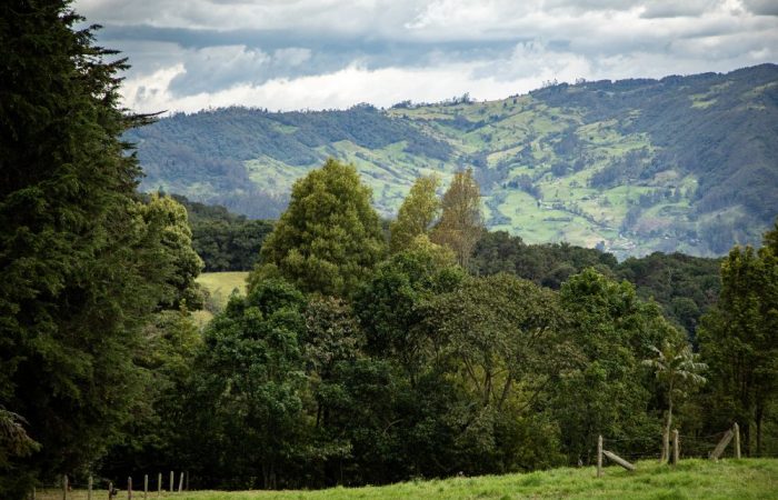 Imagen relacionada con un paisaje de un bosque