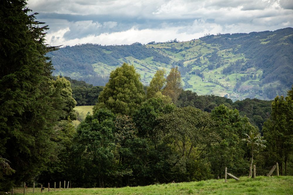 Imagen relacionada con un paisaje de un bosque