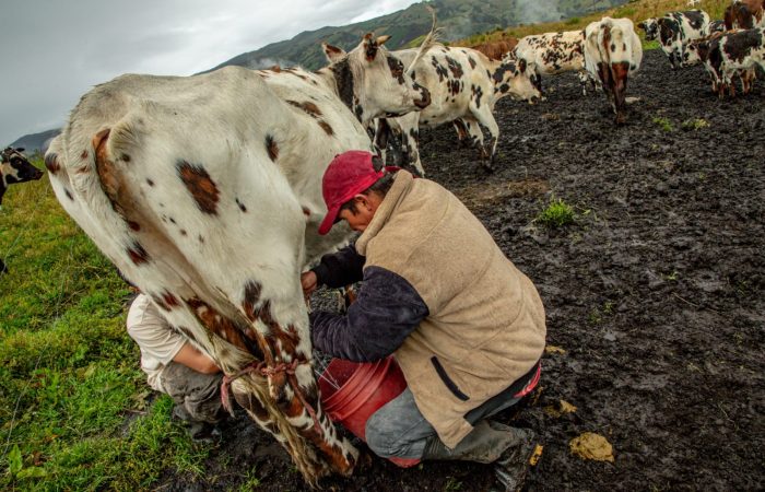 Imagen relacionadas con actividades agropecuarias del sector lechero